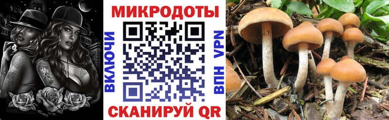 купить наркотики цена Злынка Псилоцибиновые грибы Magic Shrooms